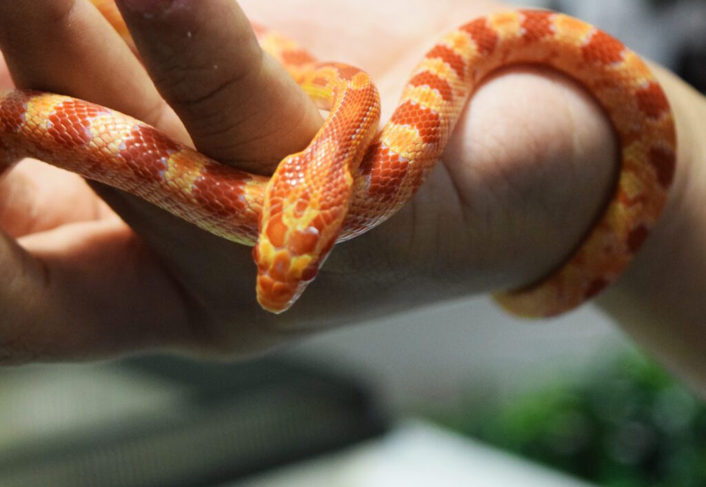 Animal Care